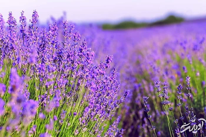 درمان سردرد در خانه اسطوخودوس